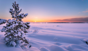 Картинка природа зима снег поле елка сугробы