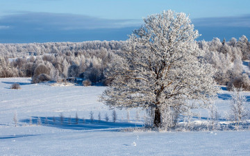 Картинка природа зима деревья снег