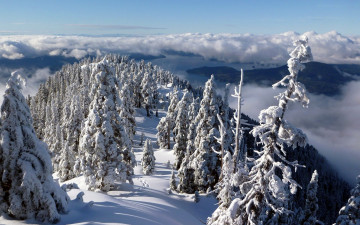 Картинка природа зима елки облака горы сугробы снег