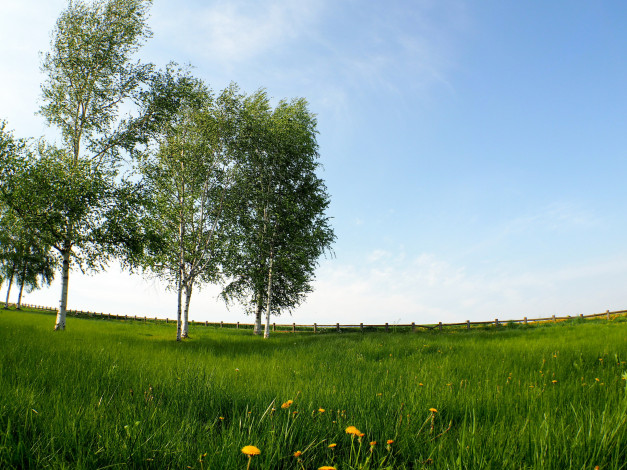 Обои картинки фото природа, луга, березки, трава, весна, одуванчики