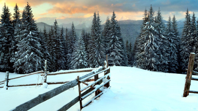 Обои картинки фото природа, зима, изгородь, елки, снег