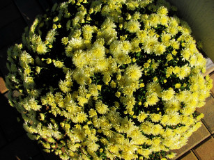 Картинка цветы хризантемы желтый