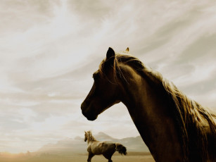 обоя животные, лошади, горы, туман