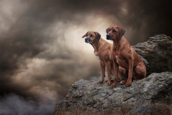 Картинка животные собаки пара высота две дым вместе скалы обрыв фон камни поза природа тучи облака взгляд небо