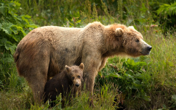 обоя животные, медведи, морды, два, парочка, медведица, дитя, материнство, мать, медведя, бурые, зелень, медвежонок, пара, поза, природа, листья, медведь, малыш, лето, взгляд, трава