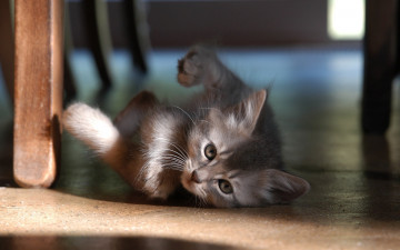 Картинка животные коты пол серый котенок
