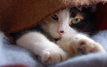 Картинка животные коты ткань лапы кот