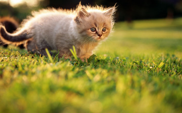 Картинка животные коты трава лужайка котенок