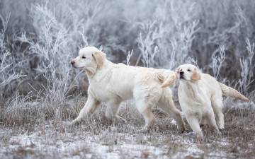 Картинка животные собаки снег взгляд
