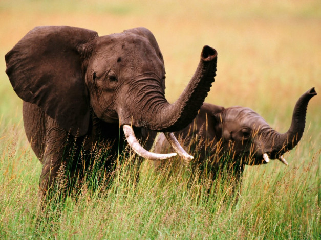 Обои картинки фото животные, слоны, трава, слоненок, слониха