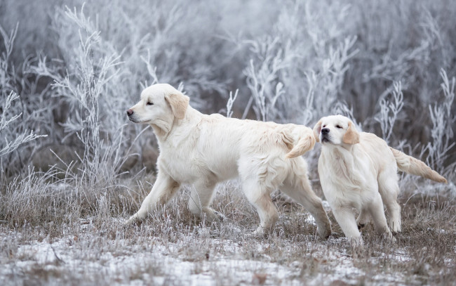 Обои картинки фото животные, собаки, снег, взгляд