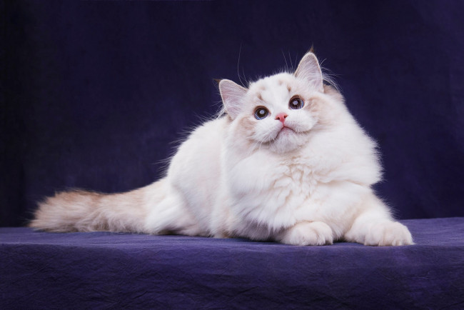 Обои картинки фото животные, коты, лежит, хвост, мордочка, пушистый, лапы, котенок, темный, фон, поза, взгляд, кот, белый, кошка, порода, голубые, глаза, котёнок, окрас