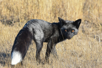 Картинка чернобурая+лисица животные лисы чернобурая лисица black fox чернобурка псовые лисицы млекопитающие мех пушнина чёрная лиса хищник
