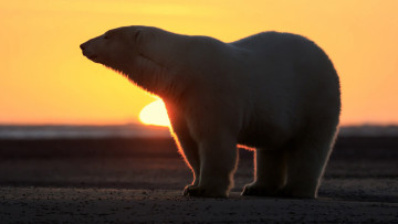обоя белый полярный медведь, животные, медведи, белый, солнце, закат, вечер, полярный, медведь, хищники, медвежьи, млекопитающие, снег, мороз, льды, шерсть, когти, пасть, клыки