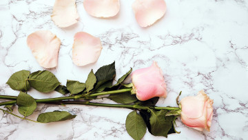 Картинка цветы розы розовые бутоны лепестки