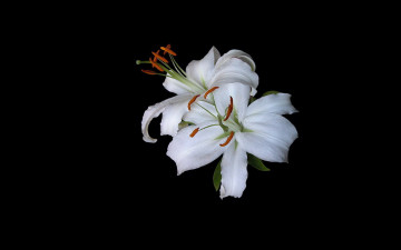 Картинка цветы лилии +лилейники белые