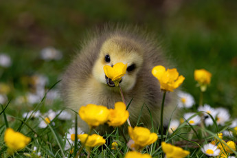 Картинка животные гуси взгляд цветы птица поляна весна желтые птенец гусь боке лютики маргаритки гусенок