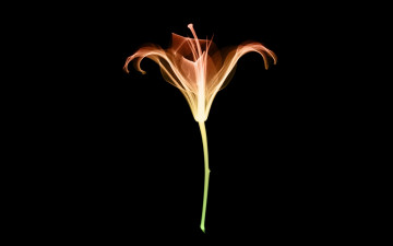 Картинка разное кости +рентген цветок лилия рентген