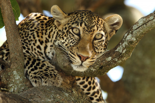 Обои картинки фото животные, леопарды, взгляд, морда, дерево, хищник, леопард, дикая, кошка