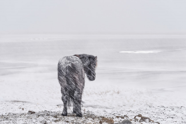 Обои картинки фото животные, лошади, холод, зима, пейзаж, снег, ветер