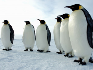 Картинка животные пингвины императорские
