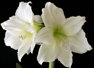 обоя цветы, амариллисы, гиппеаструмы, белый