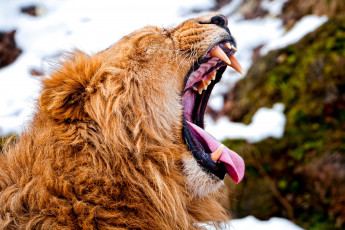 Картинка животные львы грива пасть зубы зевок