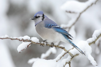 Картинка животные сойки птица зима