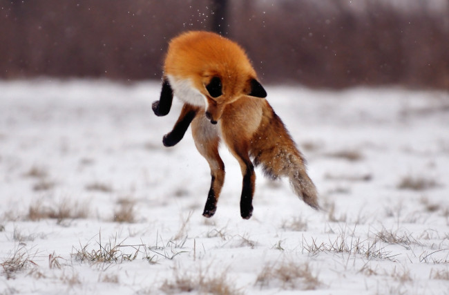 Обои картинки фото животные, лисы, лиса, прыжок, снег