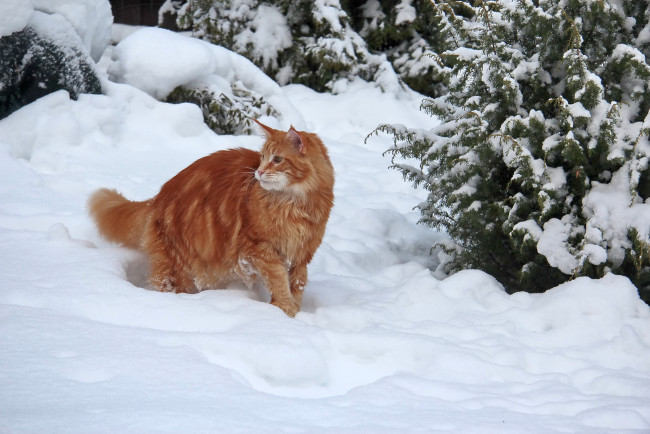 Обои картинки фото животные, коты, снег, кошка, кот, зима