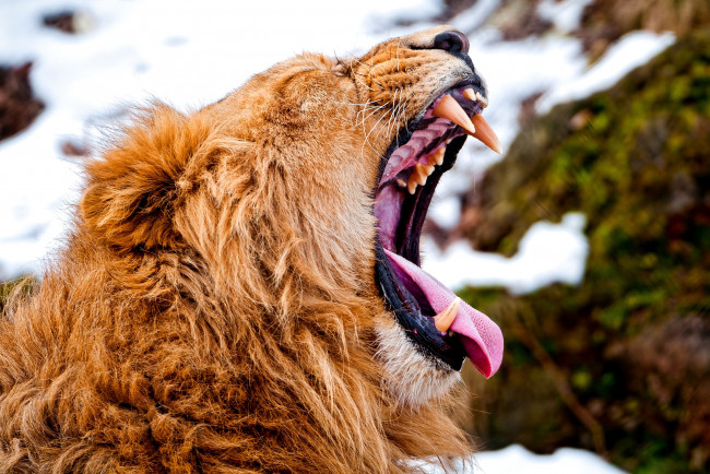 Обои картинки фото животные, львы, грива, пасть, зубы, зевок
