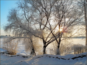 Картинка природа зима деревья снег зма