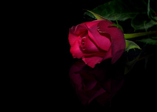 Картинка цветы розы красный отражение
