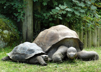 Картинка животные Черепахи черепахи панцирь семья природа