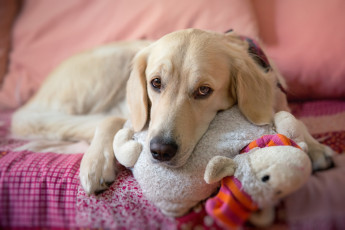 Картинка животные собаки грустная взгляд пес собака игрушка