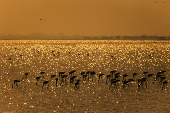 Картинка животные фламинго блики озеро