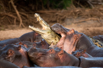 Картинка животные разные вместе обреченность бегемоты стадо атака захват крокодил жертва безвыходность
