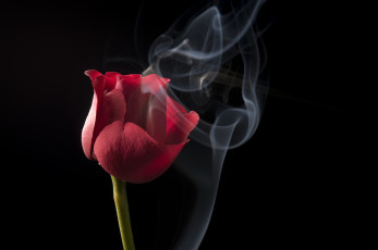 Картинка цветы розы фон черный дым красная роза