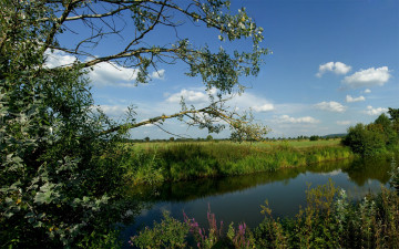 Картинка природа реки озера лето кусты вода река