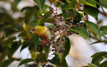 Картинка животные белоглазки ягоды дерево крона птица листья