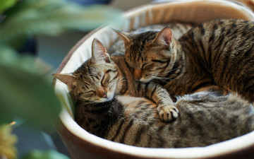 Картинка животные коты корзинка полосатые кошки