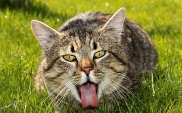 Картинка животные коты кошка лето трава