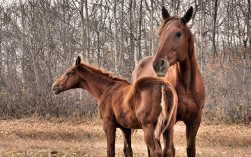 Картинка животные лошади природа кони