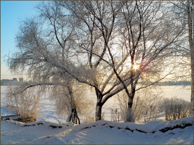 Обои картинки фото природа, зима, деревья, снег, зма