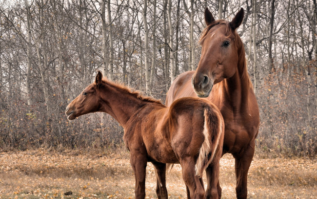 Обои картинки фото животные, лошади, природа, кони