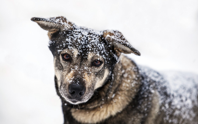 Обои картинки фото животные, собаки, зима, снег, собака, взгляд