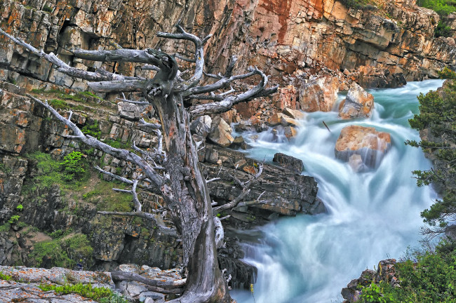 Обои картинки фото glacier, national, park, природа, водопады, дерево, скалы, swiftcurrent, falls
