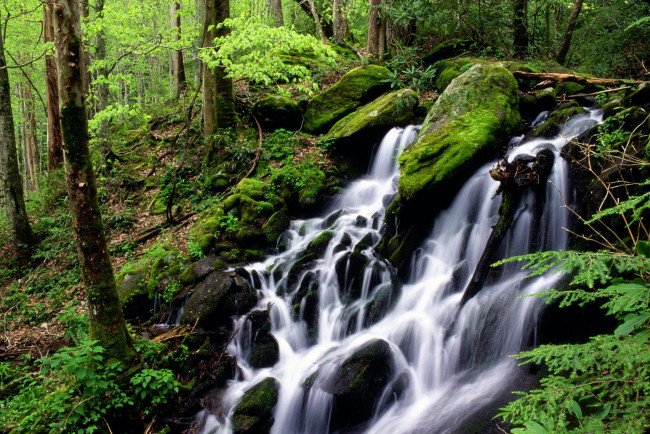 Обои картинки фото природа, водопады, водопад, ручей, лес