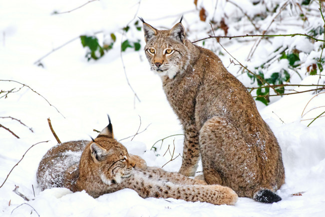 Обои картинки фото животные, рыси, отдых, снег, кошки