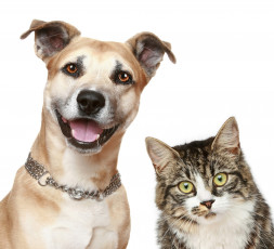 Картинка животные разные+вместе ошейник кошка собака